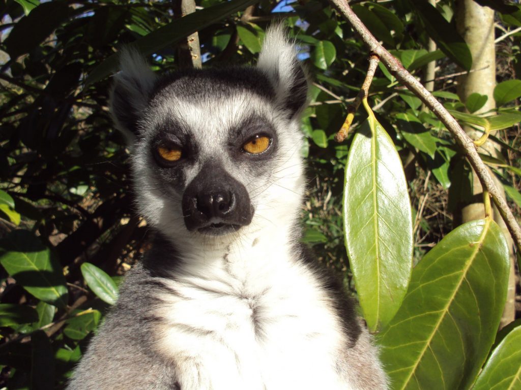 Madagascar : un pays francophone très riche de la nature