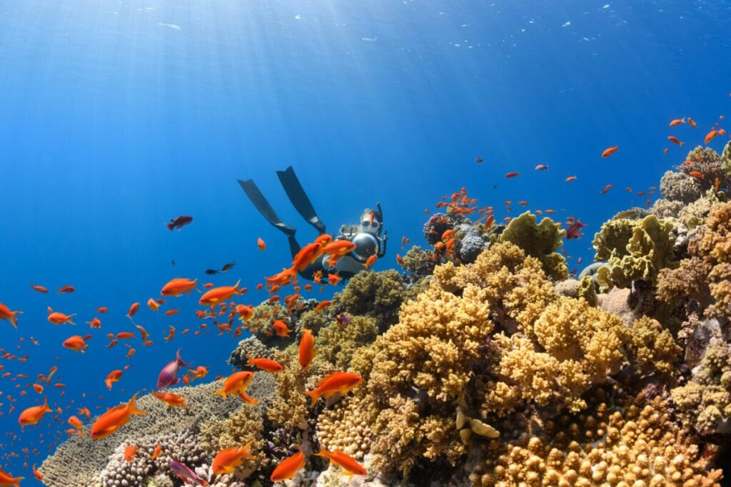 practice responsibility of Komodo diving