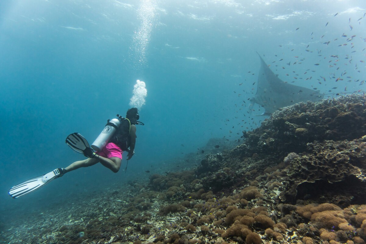 How Komodo Diving Can Damage Coral Reefs and What We Can Do to Prevent It
