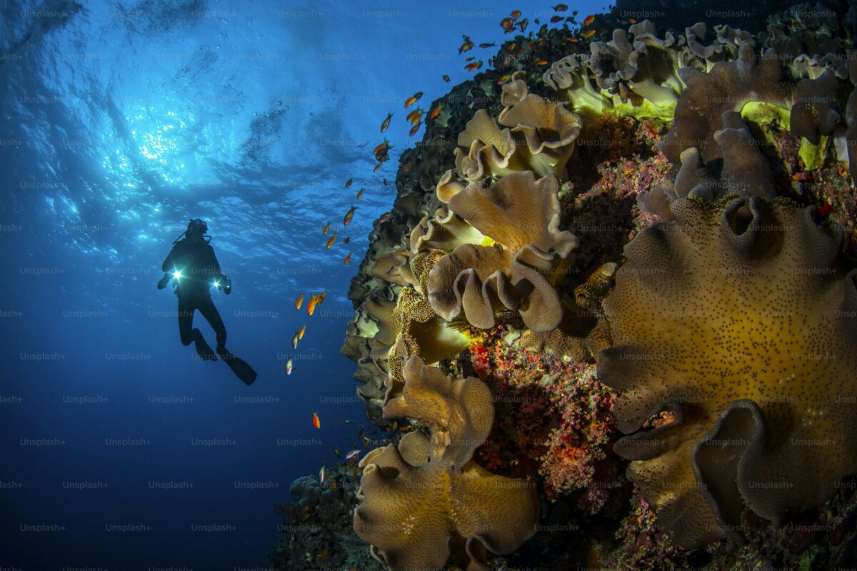 Exploring the Ocean’s Hidden Gems of Indonesia: Beyond Bali