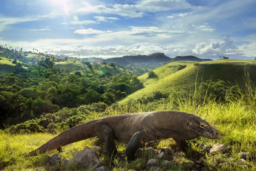 Komodo Island Tourism Revenue Disparity: BTNK Earns IDR 53 Billion, Local Government Only IDR 2 Billion
